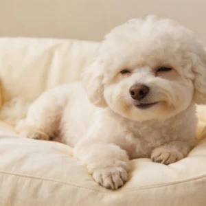 Cloud Orthopedic Bed